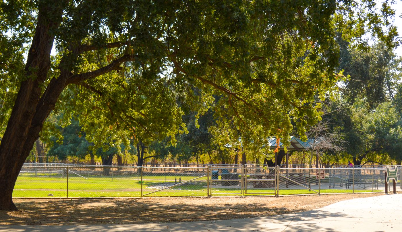 "Dog park with big trees "