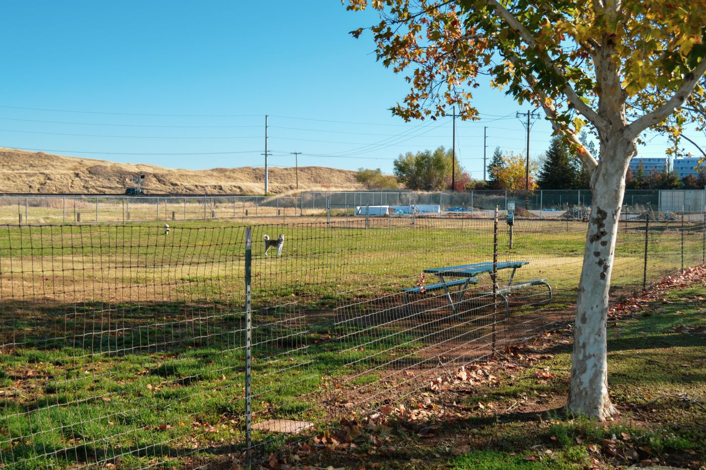 "Dog park with an open space for activity"
