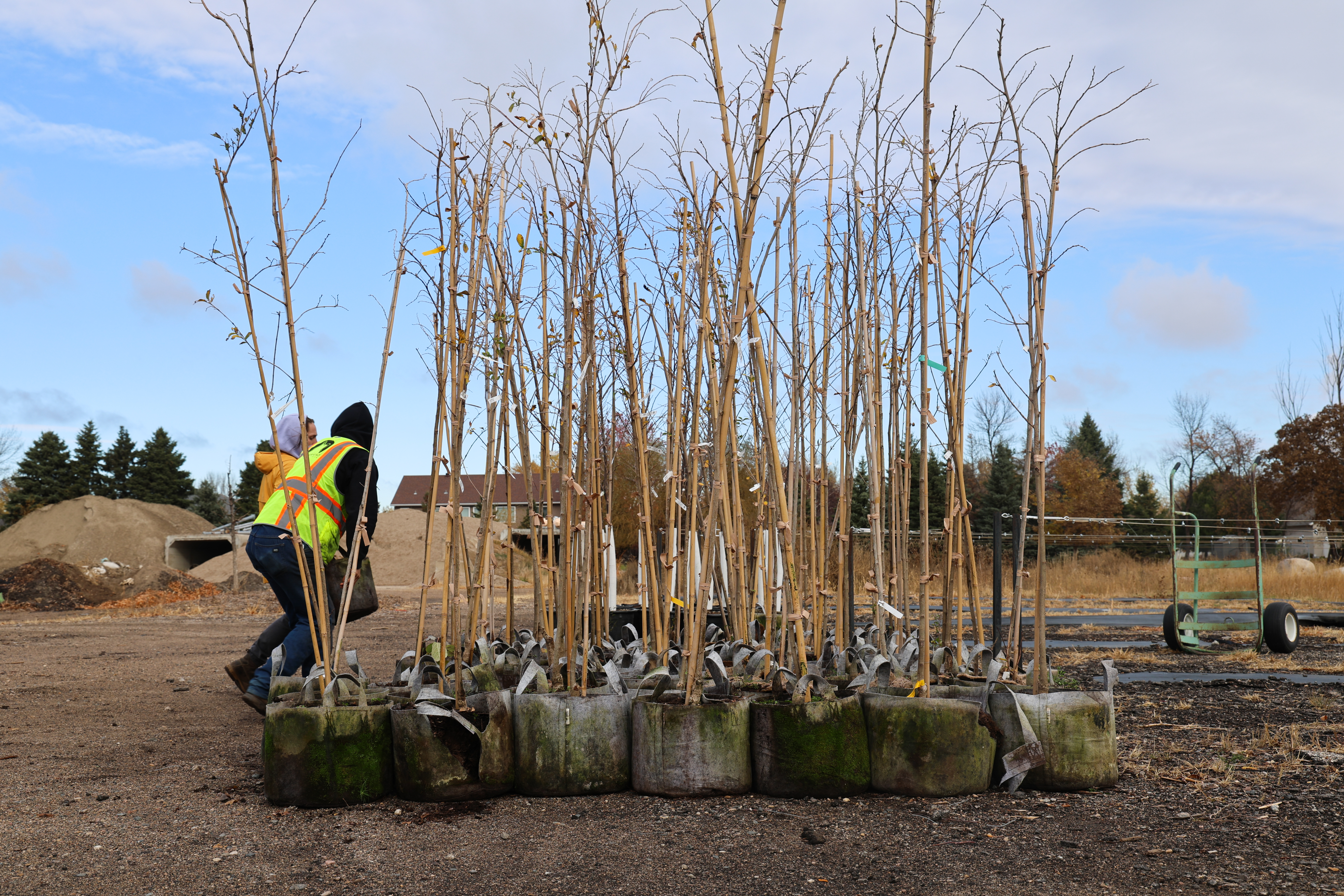 City worker moving young trees in nursery pots