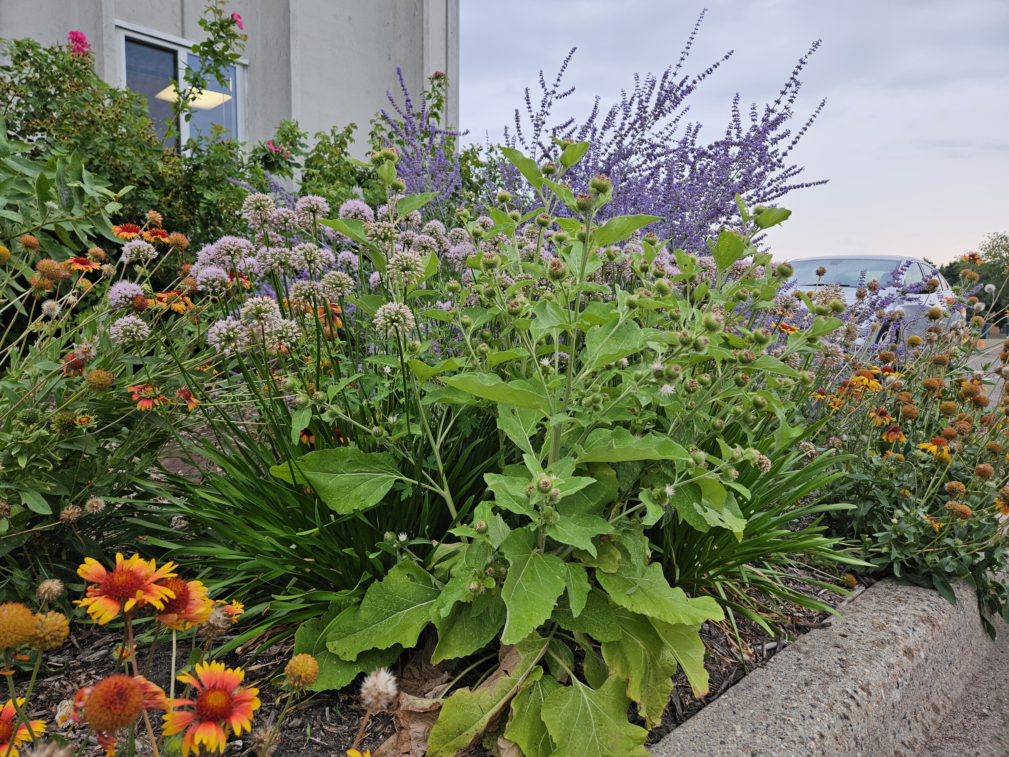 Plants and flowers on the side of a curb